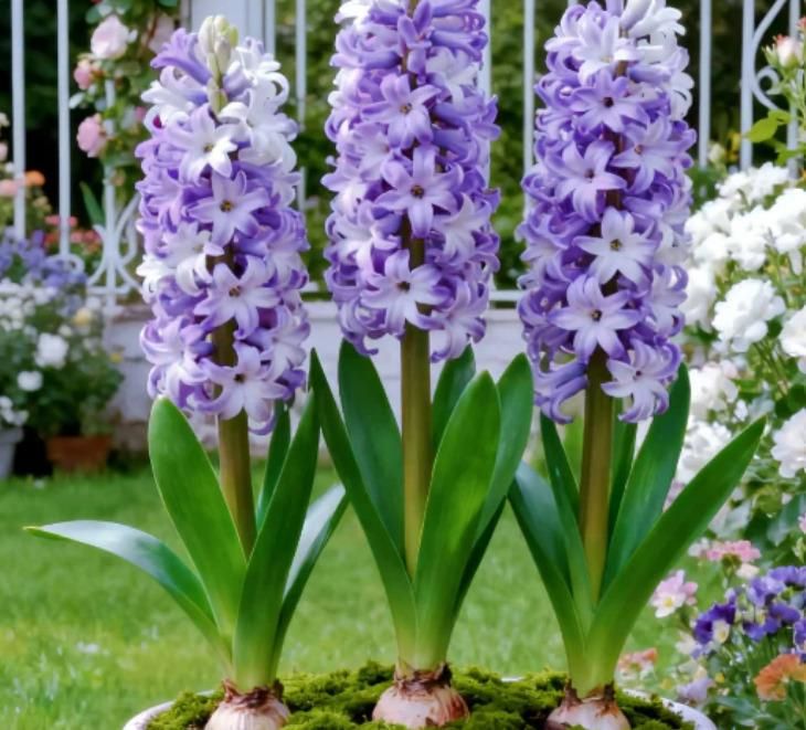 Bi-Color Mutation Hyacinth Bulbs Seeds